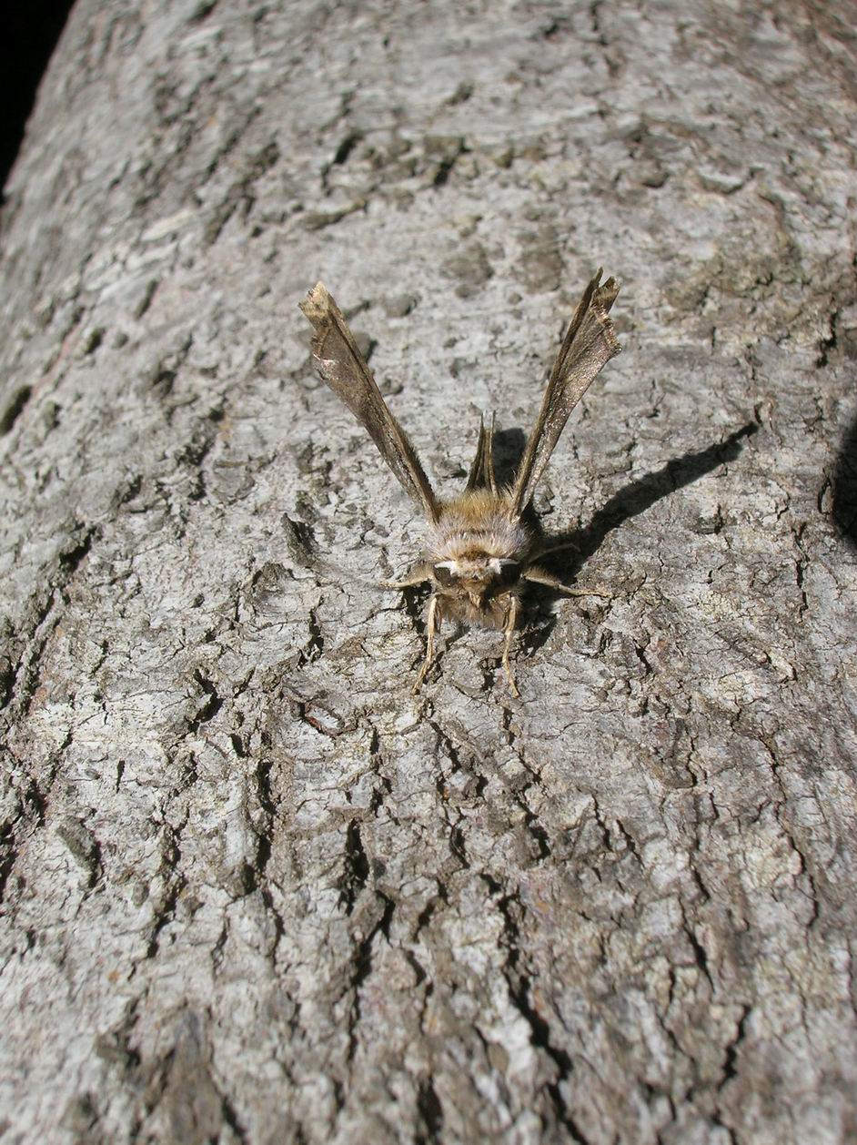 Apochima flabellaria